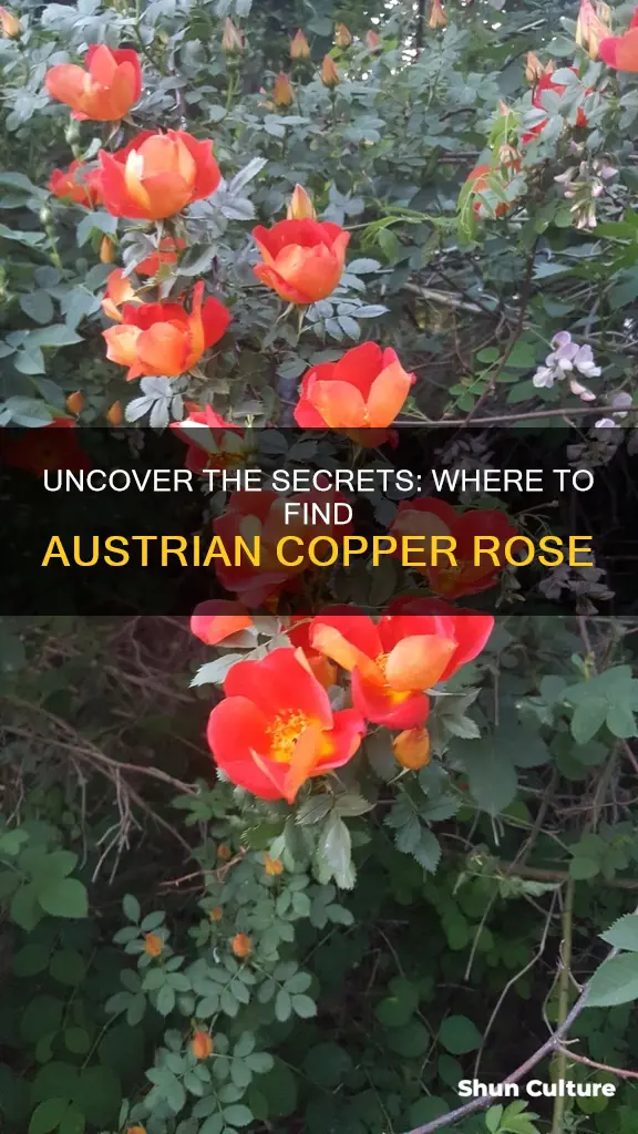 where to buy austrian copper rose