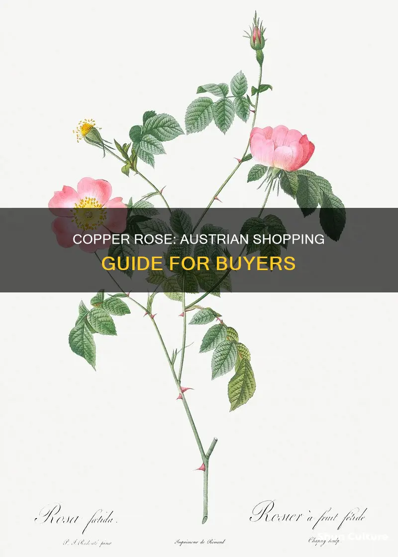 where to buy austrian copper rose