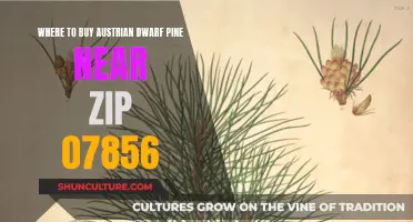 Best Places to Buy Austrian Dwarf Pines Locally