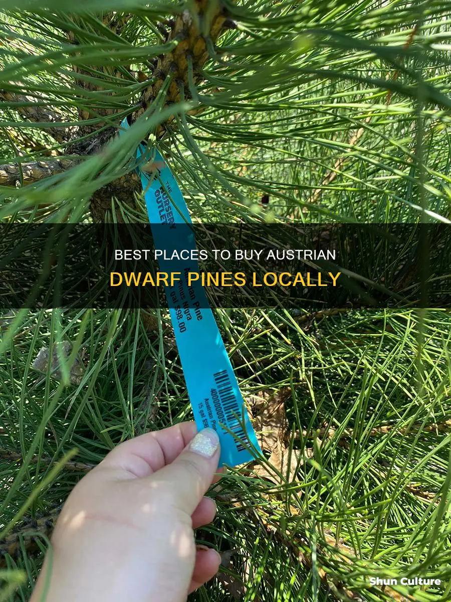 where to buy austrian dwarf pine near zip 07856