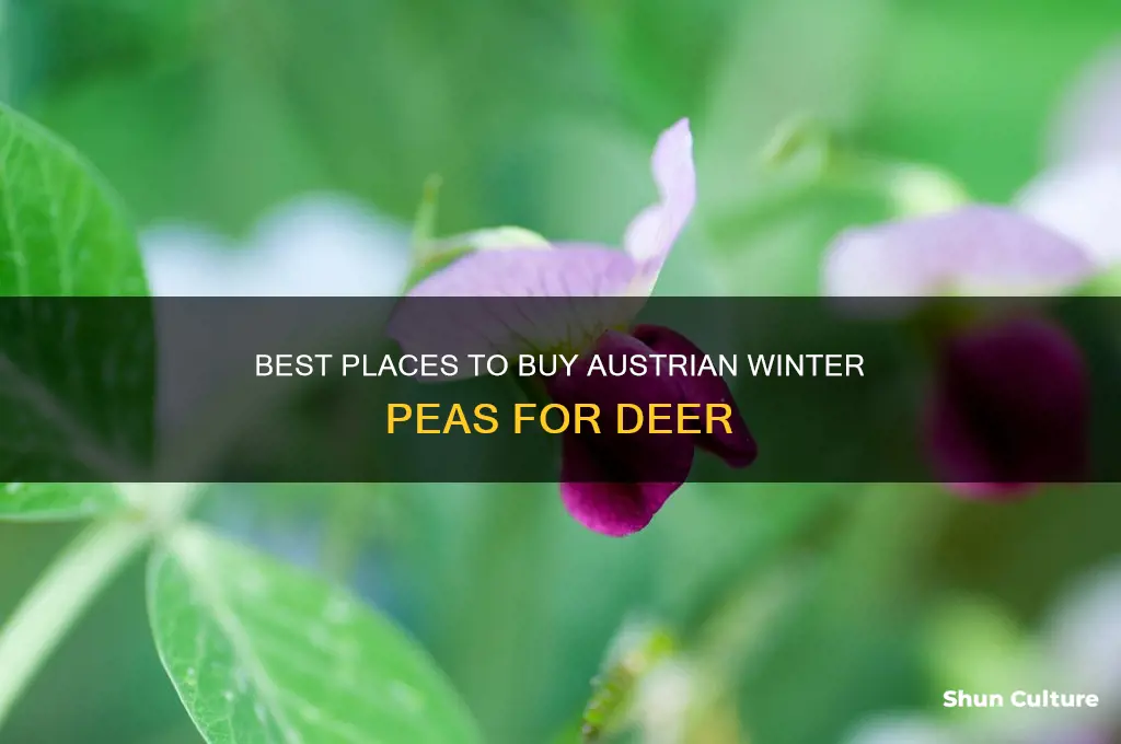 where to buy austrian winter peas for deer