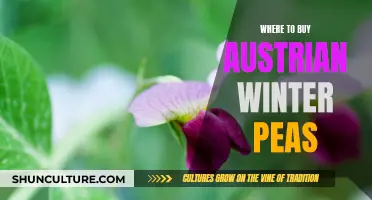 Find Austrian Winter Peas: Top Sources Revealed