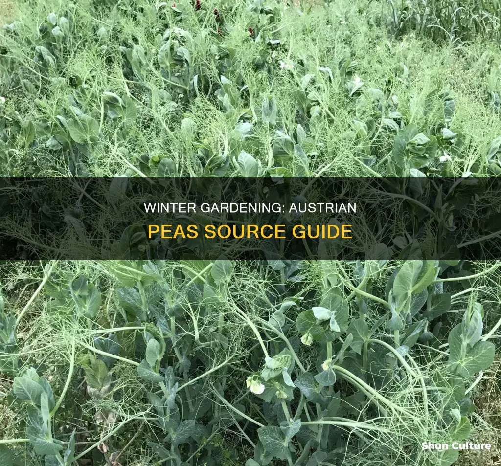 where to buy austrian winter peas