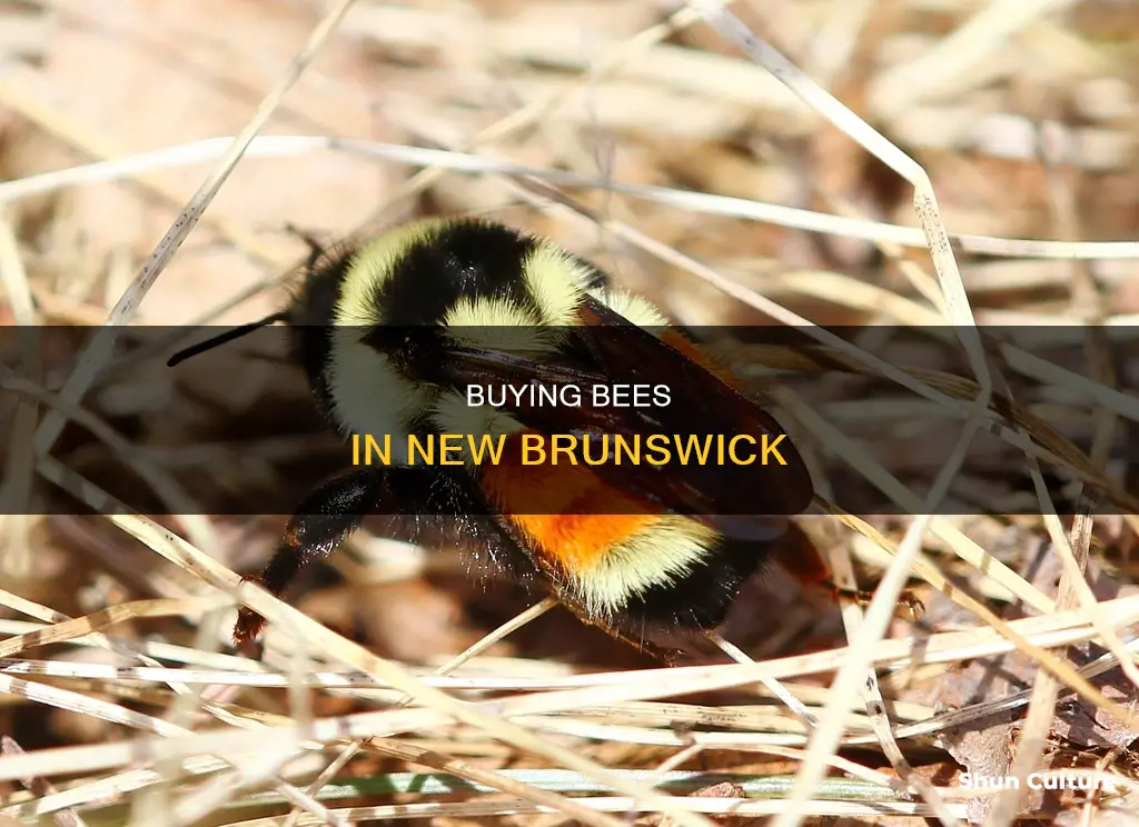 where to buy bees in new brunswick