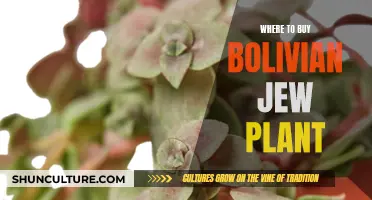 Best Places to Buy the Bolivian Jew Plant