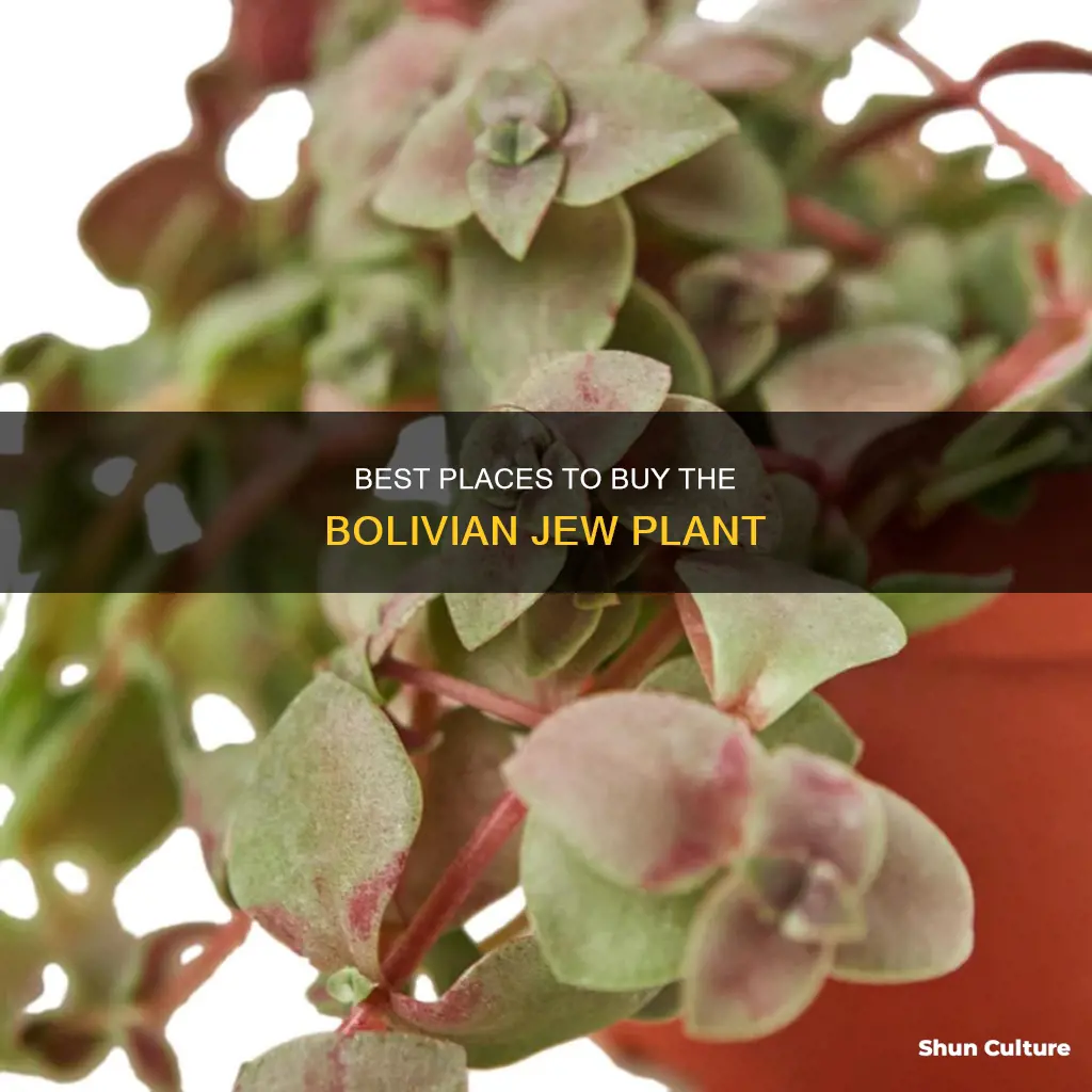 where to buy bolivian jew plant