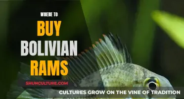 The Best Places to Buy Bolivian Rams