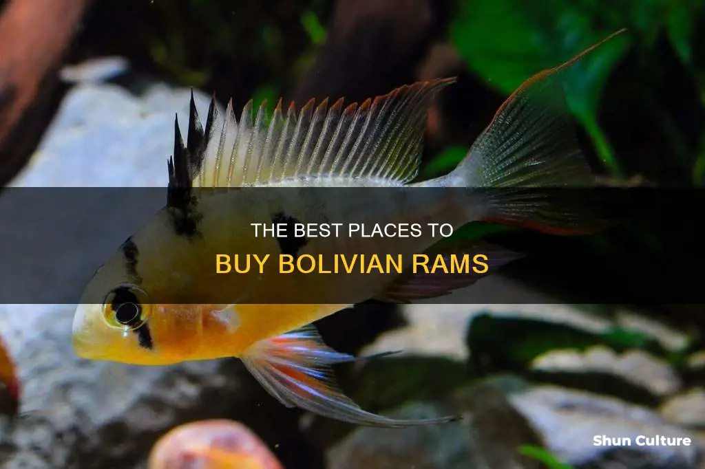 where to buy bolivian rams