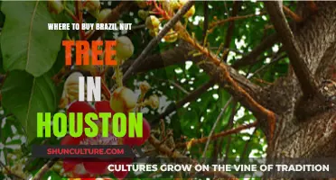 Where to Find and Buy Brazil Nut Trees in Houston