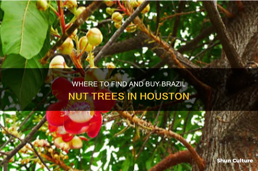 where to buy brazil nut tree in houston