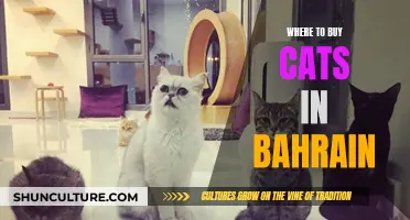 Best Places to Buy Cats in Bahrain