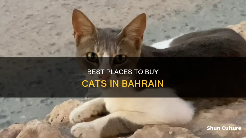 where to buy cats in bahrain