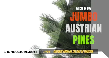 Where to Find Jumbo Austrian Pines: A Guide to Sources