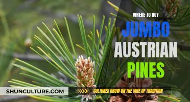 Best Places to Buy Jumbo Austrian Pines