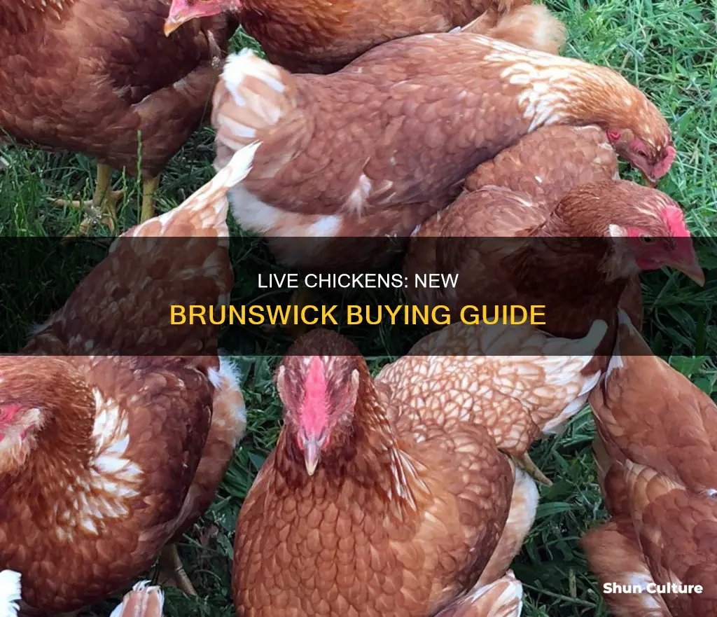 where to buy live chickens in new brunswick