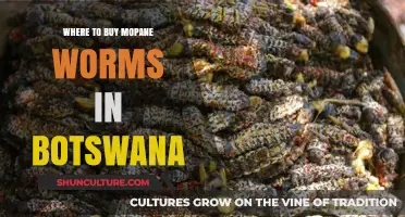 Discover the Best Spots to Buy Mopane Worms in Botswana