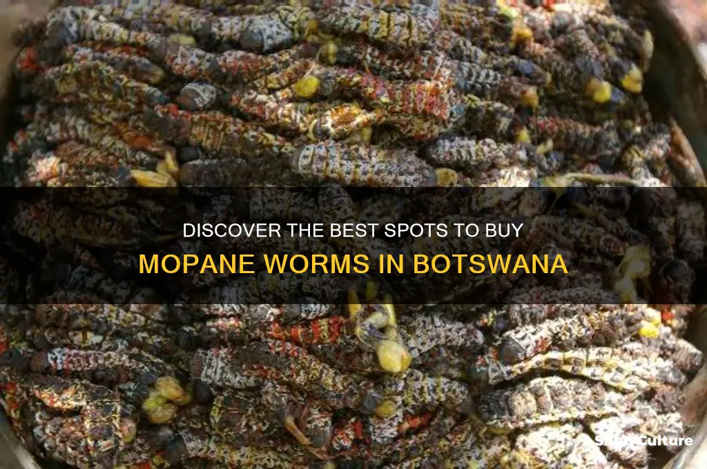 where to buy mopane worms in botswana