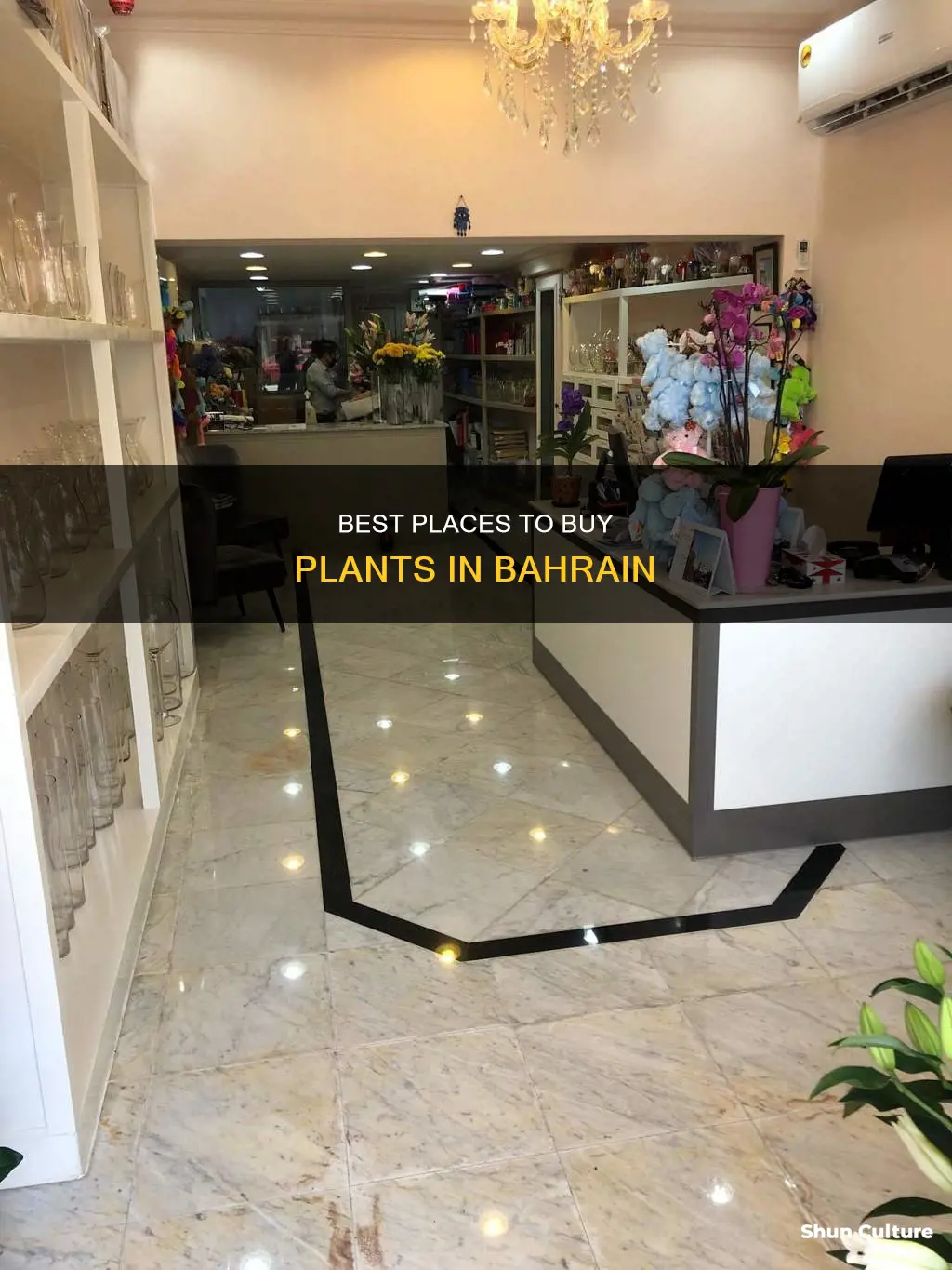 where to buy plants in bahrain