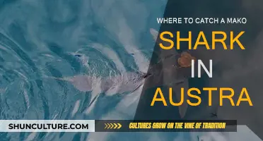 Best Mako Shark Fishing Spots in Australia