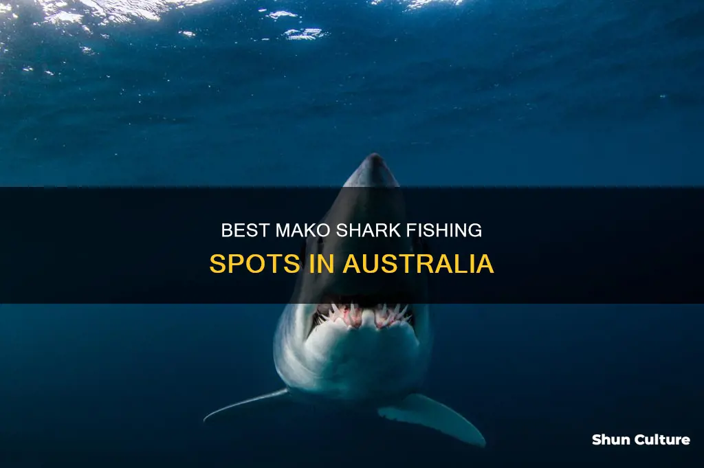 where to catch a mako shark in australia