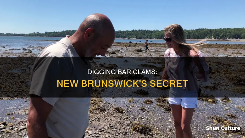 where to dig bar clams in new brunswick