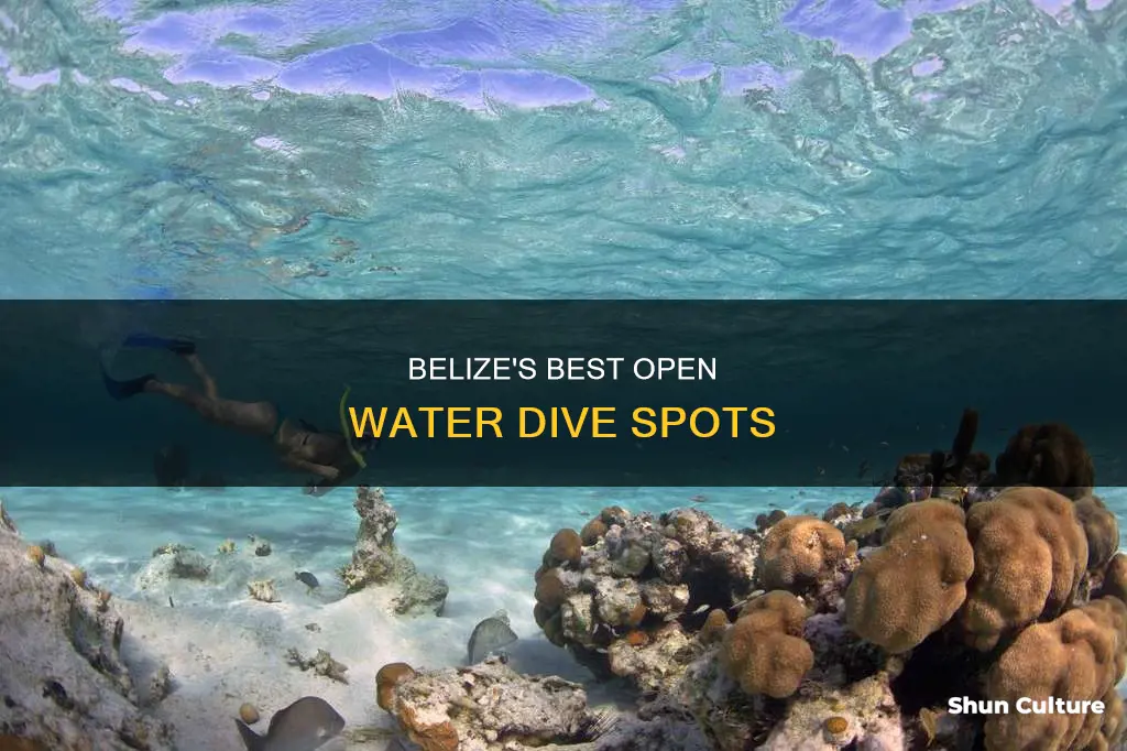 where to dive belize open water license