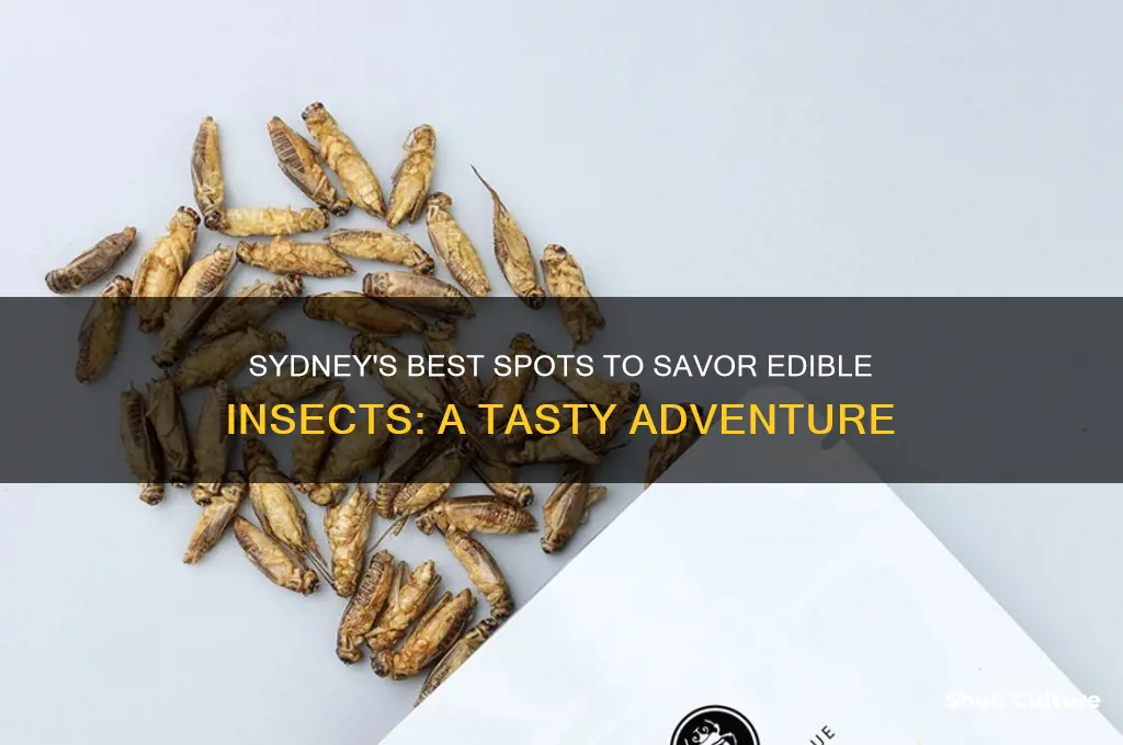 where to eat insects in sydney australia