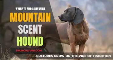 Discovering the Bavarian Mountain Scent Hound's Origins