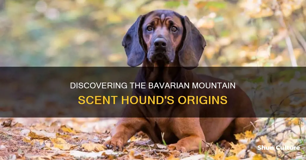 where to find a bavarian mountain scent hound