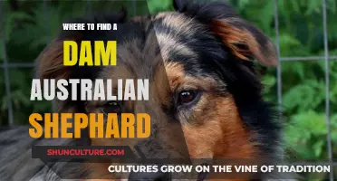 Adopting an Australian Shepherd: Where to Find Your New Pup