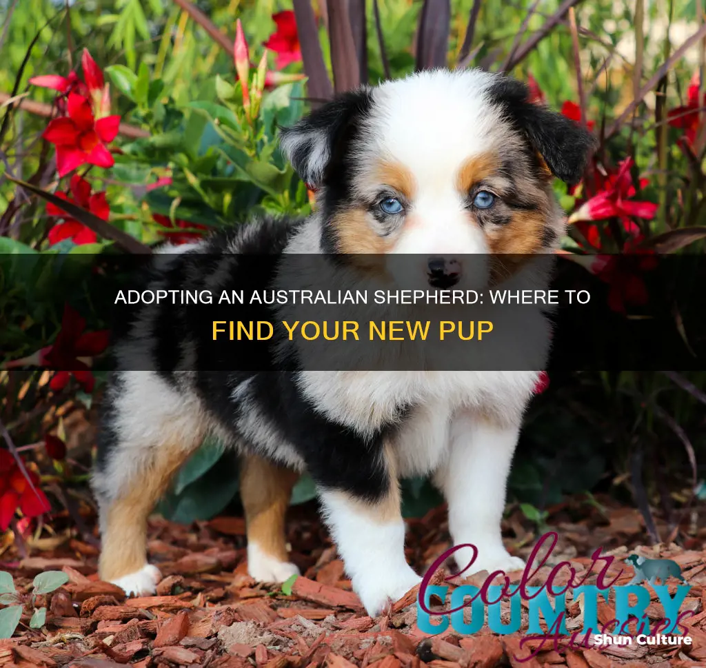where to find a dam australian shephard