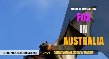 Exploring Australia: Discovering the Elusive Flying Fox
