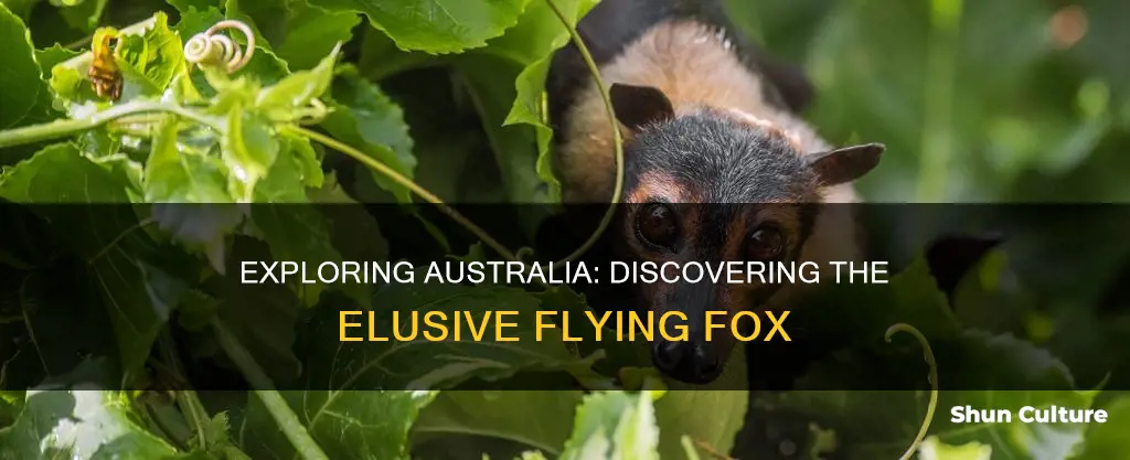 where to find a flying fox in australia