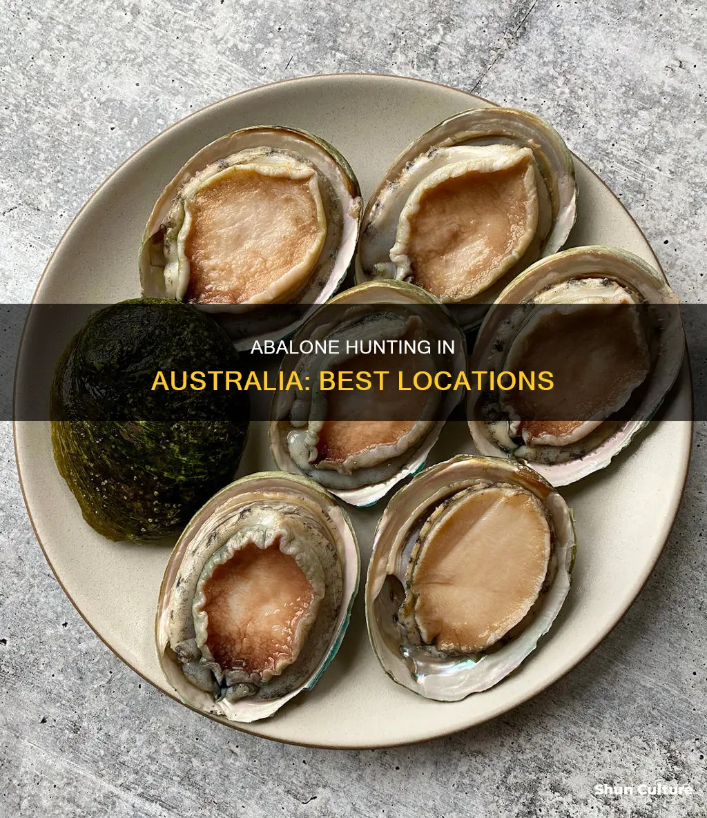 where to find abalone in australia