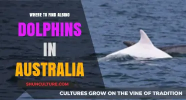Exploring Australia's Albino Dolphin Habitats