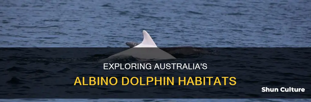 where to find albino dolphins in australia