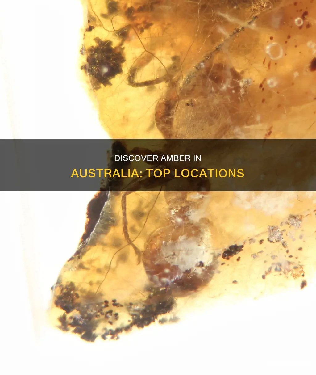 where to find amber in australia