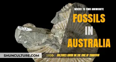 Unearthing Ancient Ammonites in Australia