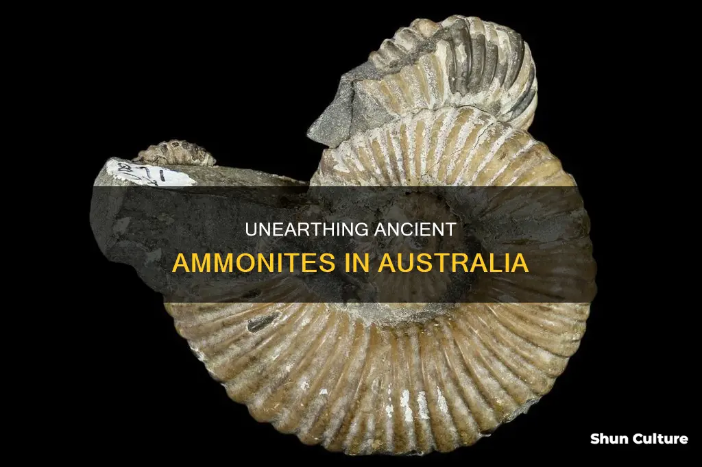 where to find ammonite fossils in australia