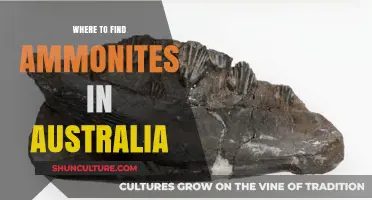Discovering Ammonites in Australia: Best Locations
