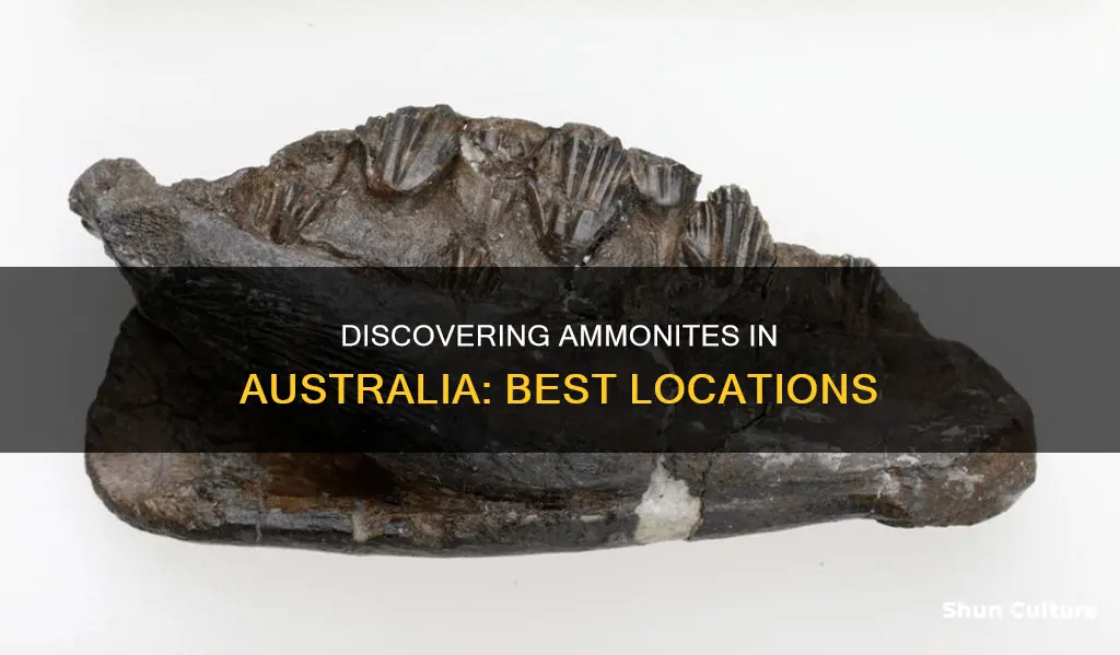 where to find ammonites in australia