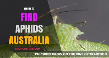 Aphid Alert: Common Australian Aphid Havens