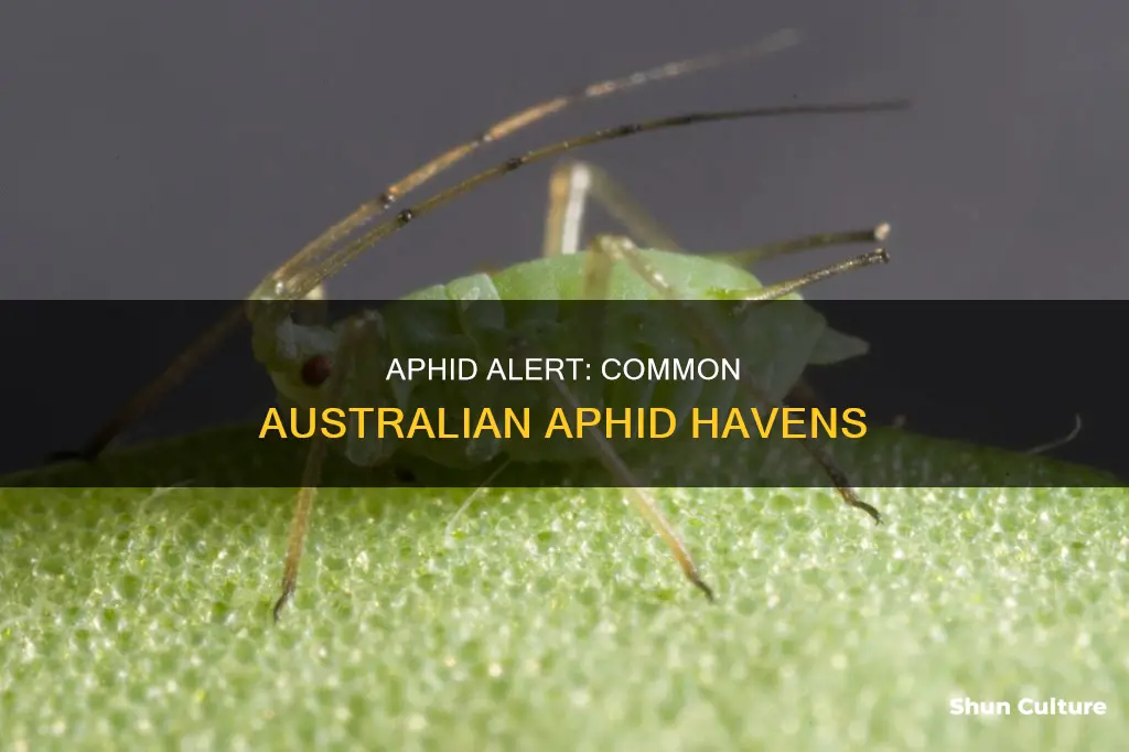 where to find aphids australia