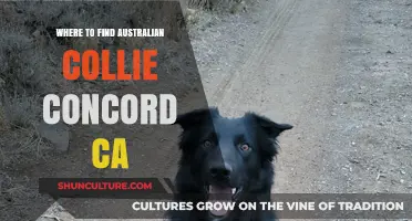 Discovering Australian Collies in Concord, California