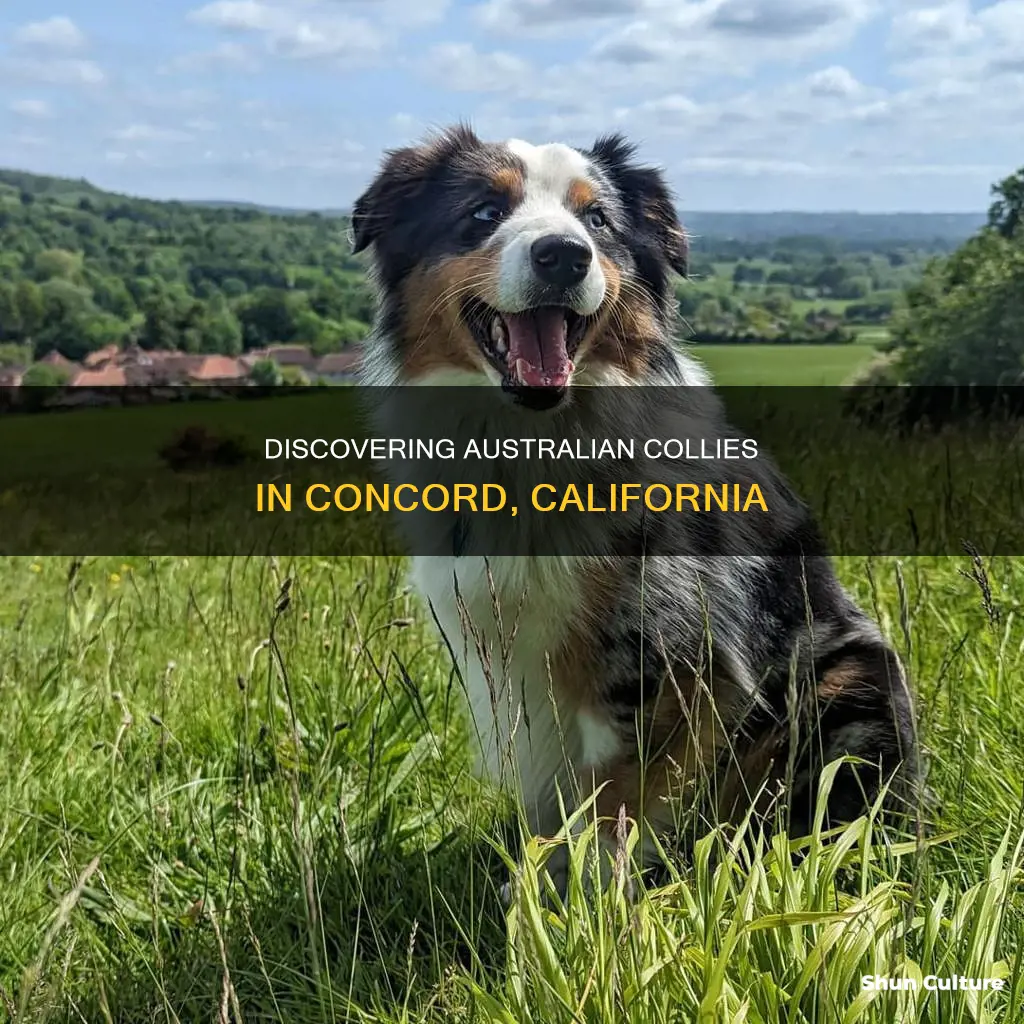 where to find australian collie concord ca