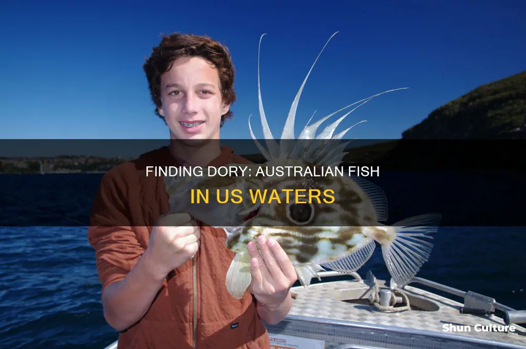 where to find australian dory fish in us