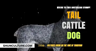 Locating Stumpy: Where to Find Australian Stumpy Tail Cattle Dogs