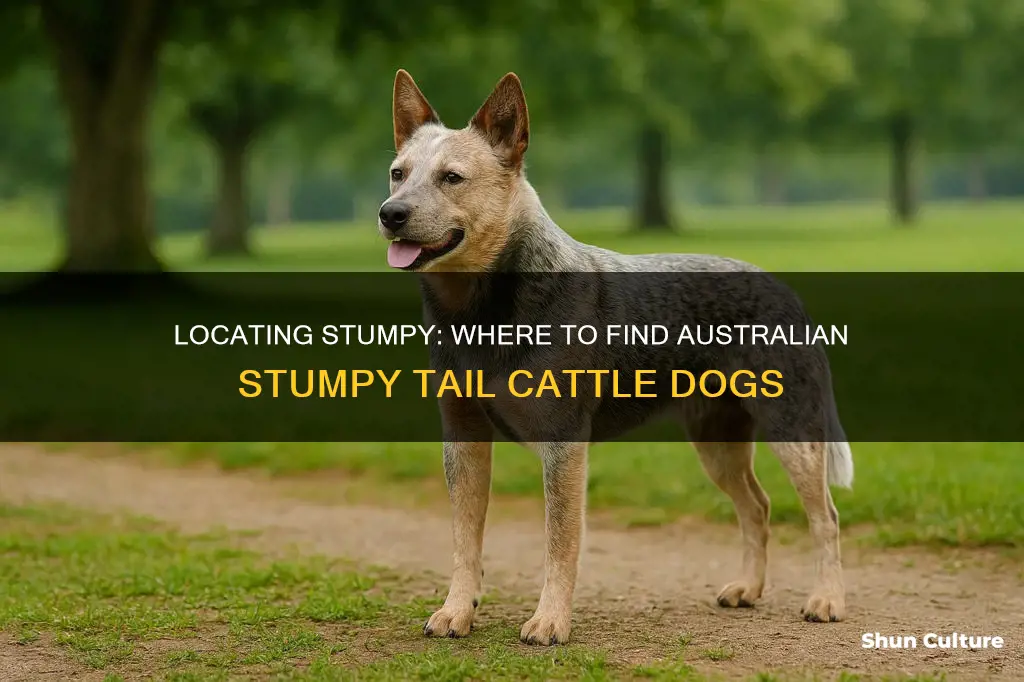 where to find australian stumpy tail cattle dog