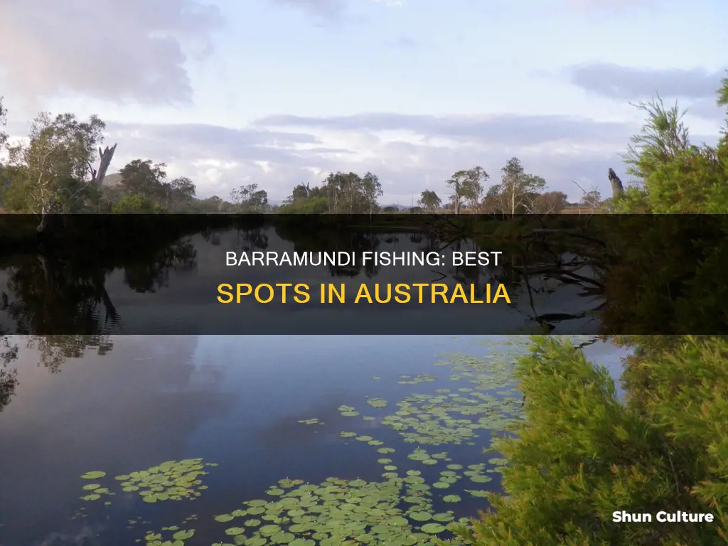 where to find barramundi in australia