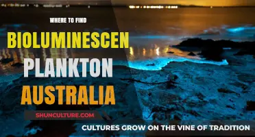 Australia's Bioluminescent Plankton: Where to Find the Magic